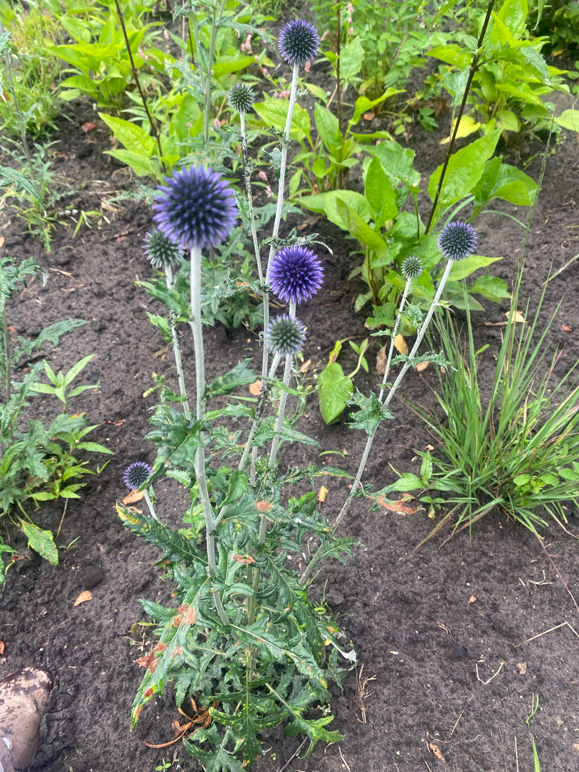 Kugeldistel - Echinops ritro 'Veitch's Blue'