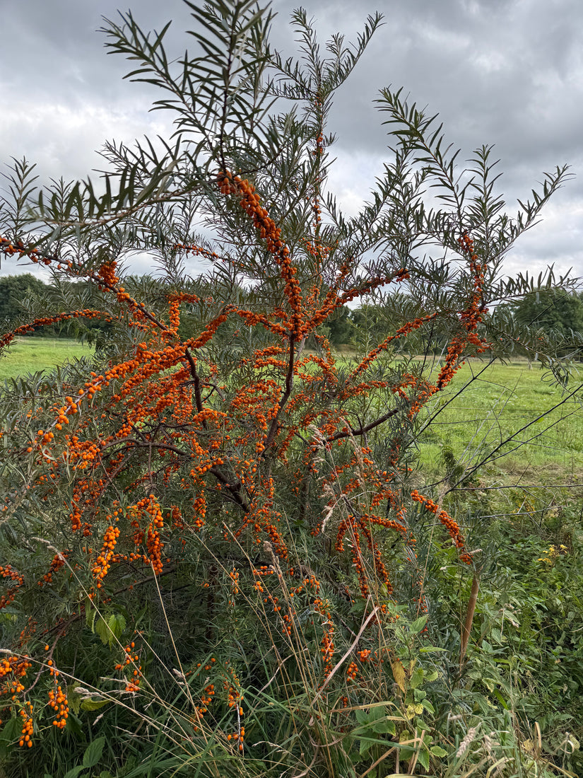 Sanddorn - Hippophae rhamnoides