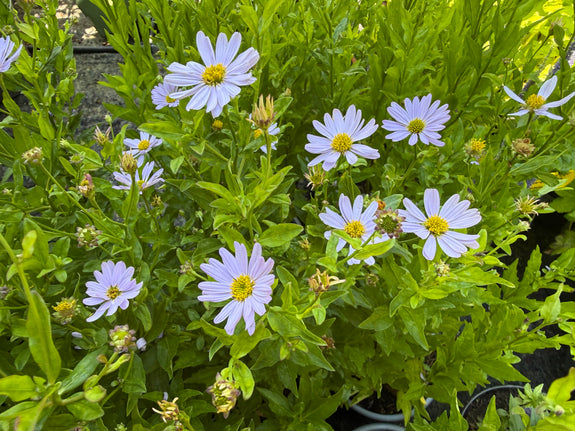 Bio-Sommeraster - Kalimeris incisa 'Blue Star'