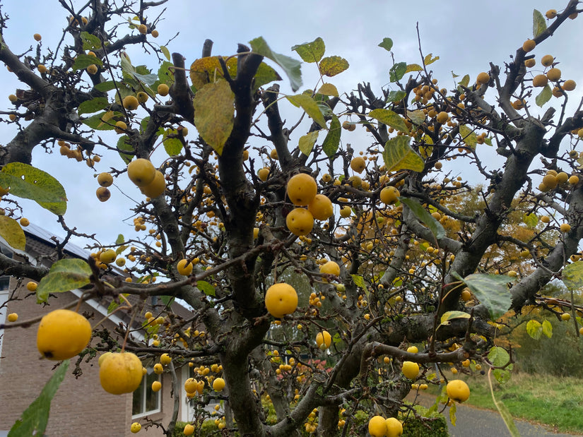 Zierapfel - Malus 'Golden Hornet' am Stiel