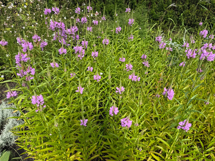 Gelenkblume (rosa/rot) - Physostegia virginiana 'Bouquet Rose'