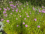 Gelenkblume (rosa/rot) - Physostegia virginiana 'Bouquet Rose'
