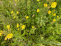 Nachtkerze - Oenothera fruticosa