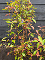 Glanzmispel - Photinia x fraseri 'Red Robin'