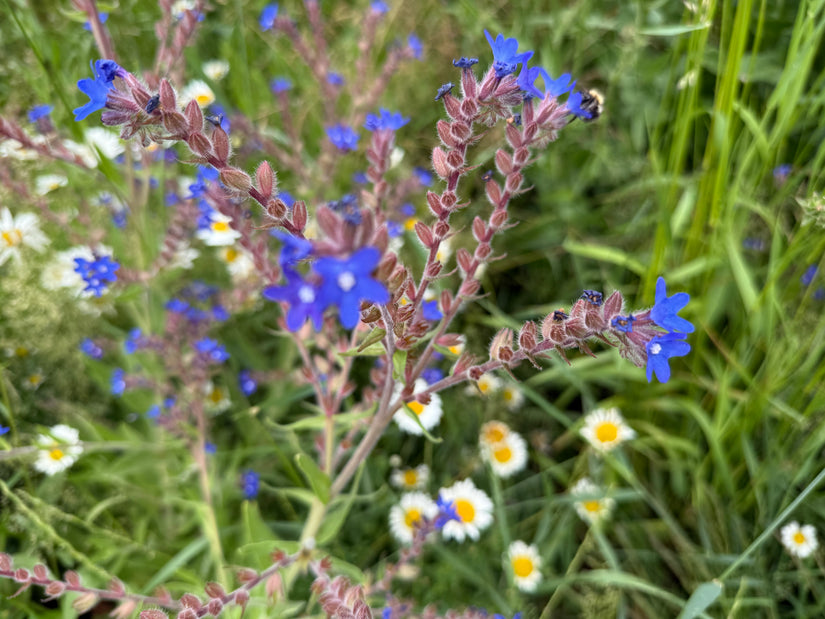 Gewöhnliche Ochsenzunge - Anchusa officinalis