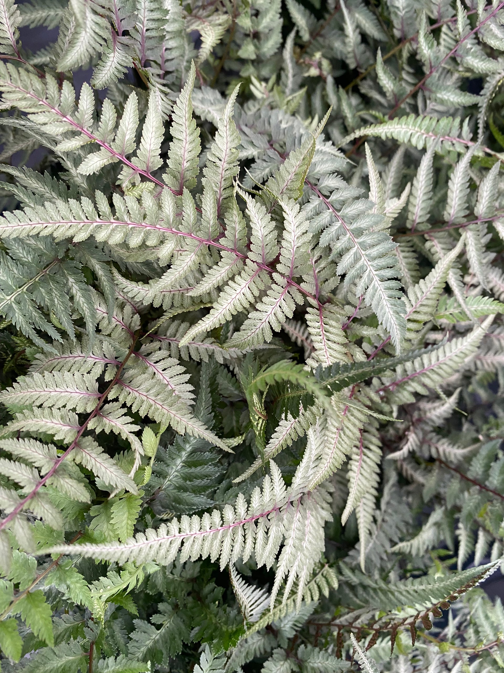 Japanischer Regenbogenfarn Athyrium niponicum Metallicum Farn 50 cm