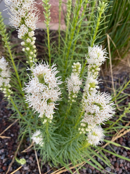 Knubbeliger Schlangenwurz / Lampshiner - Liatris spicata 'Alba'