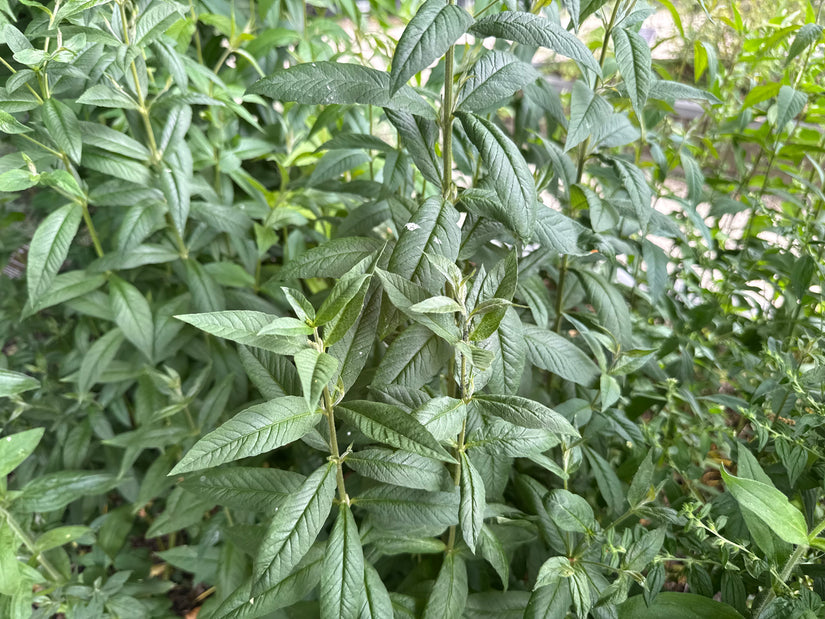 Großer Falke - Lysimachia vulgaris
