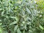 Großer Falke - Lysimachia vulgaris