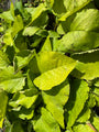 Orientalisches Gurkenkraut - Trachystemon orientalis