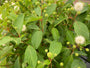 Kugelblume - Cephalanthus occidentalis