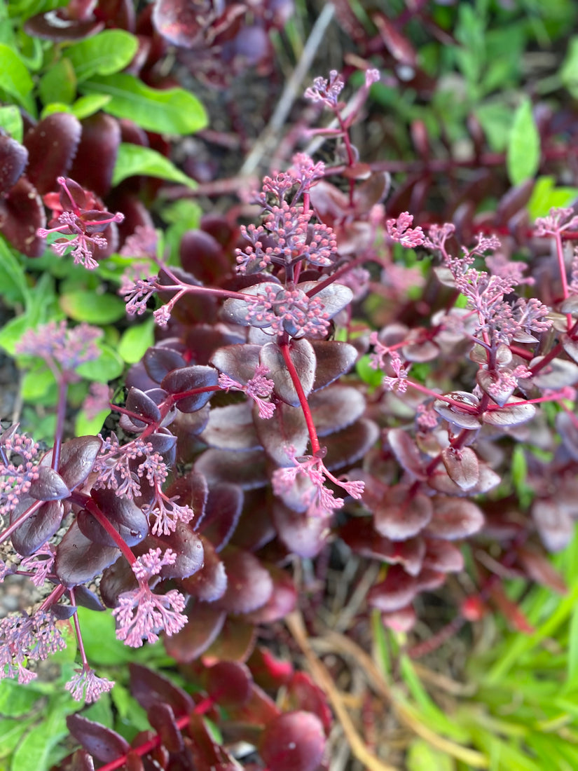 Heaven's Key - Sedum-Verführung 'Cherry Chocolate'