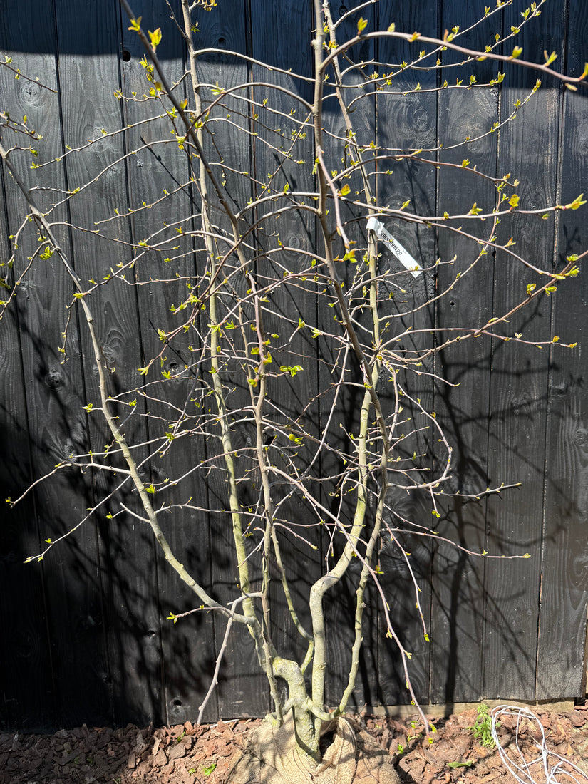 Schwarzer Tupelobaum - Nyssa Sylvatica