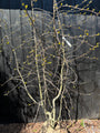 Schwarzer Tupelobaum - Nyssa Sylvatica