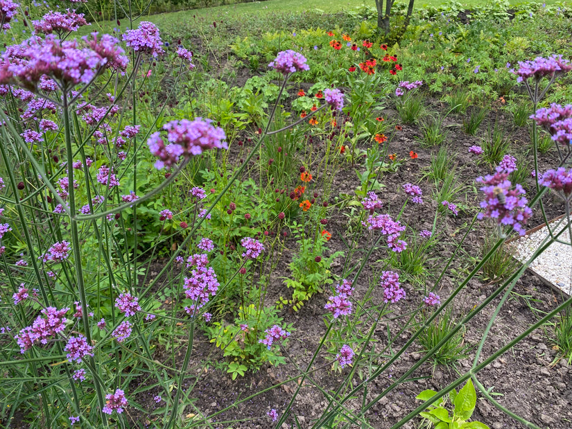 Ijzerhard verbena met daarachter pimpernel Sanguisorba en zonnekruid helenium