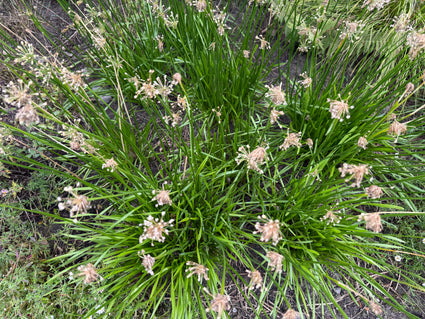 Chinesischer Schnittlauch - Allium tuberosum