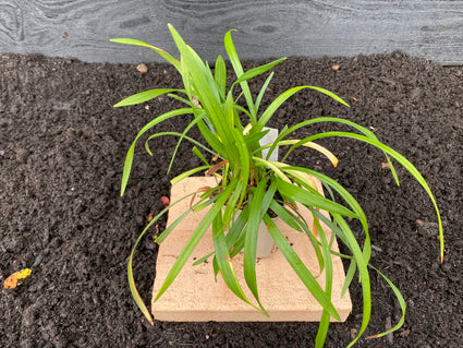 Bio-Liliengras - Liriope muscari 'Ingwersen'