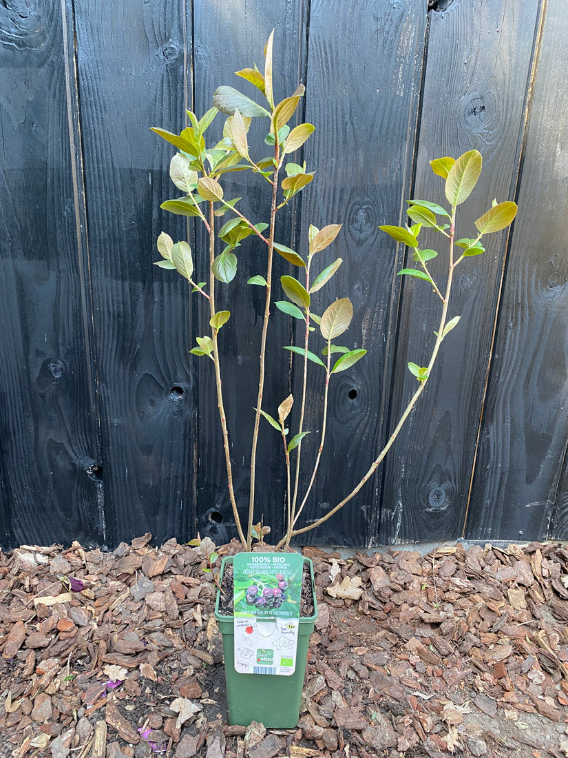 Bio-Apfelbeere - Aronia melanocarpa 'Rubina'