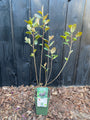 Bio-Apfelbeere - Aronia melanocarpa 'Rubina'