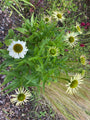 Weißer Sonnenhut - Echinacea purpurea 'Alba'