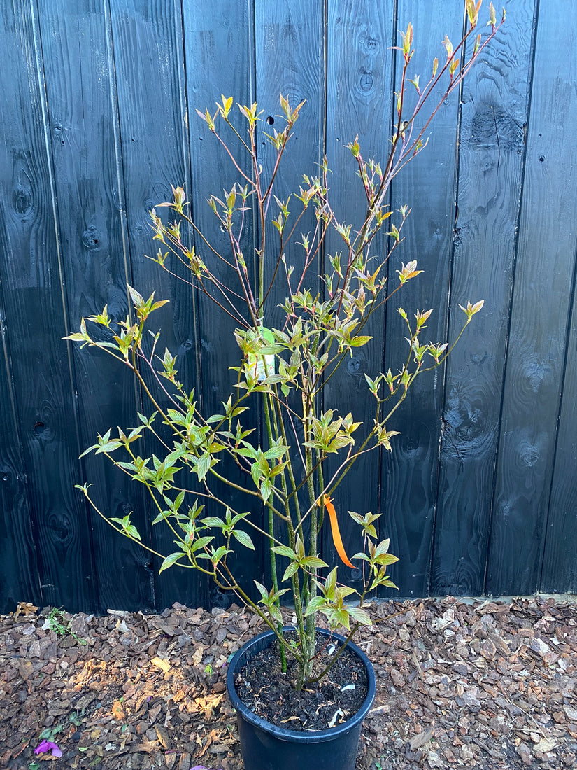 Pagoden-Hartriegel - Cornus alternifolia