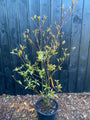 Pagoden-Hartriegel - Cornus alternifolia