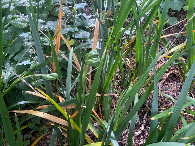 Stinkende Iris - Iris foetidissima