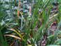 Stinkende Iris - Iris foetidissima