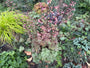 Purpurglöckchen (grün panaschierte Blätter) - Heuchera 'Paris'
