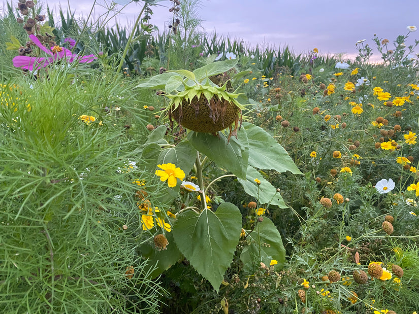 Sonnenblume - Helianthus annuus 'Teddy Bear'