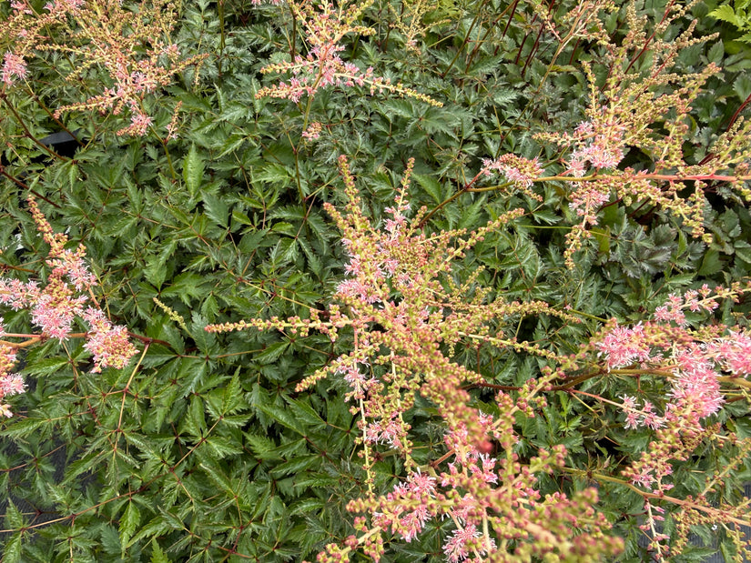 Muskelstrauch - Astilbe 'Hennie Graafland'