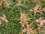 Muskelstrauch - Astilbe 'Hennie Graafland'