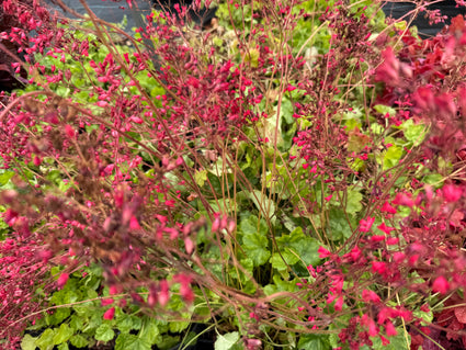 Purplebell - Heuchera sanguinea 'Leuchtkäfer'