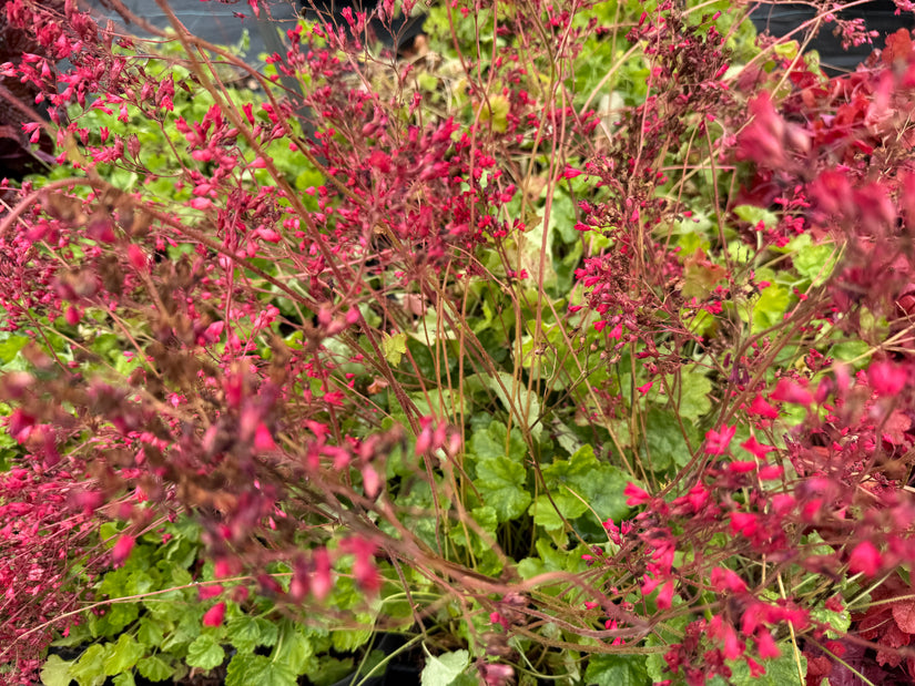 Purplebell - Heuchera sanguinea 'Leuchtkäfer'