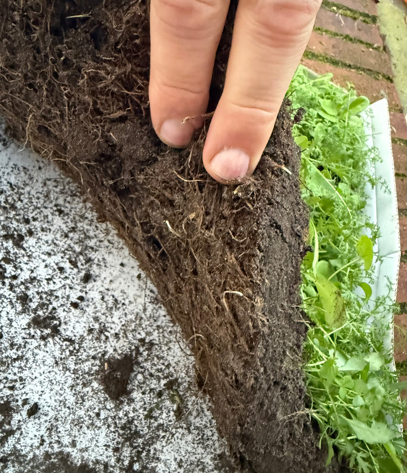 Heimische Blumenmatte – immergrün und pflegeleicht – pro m²