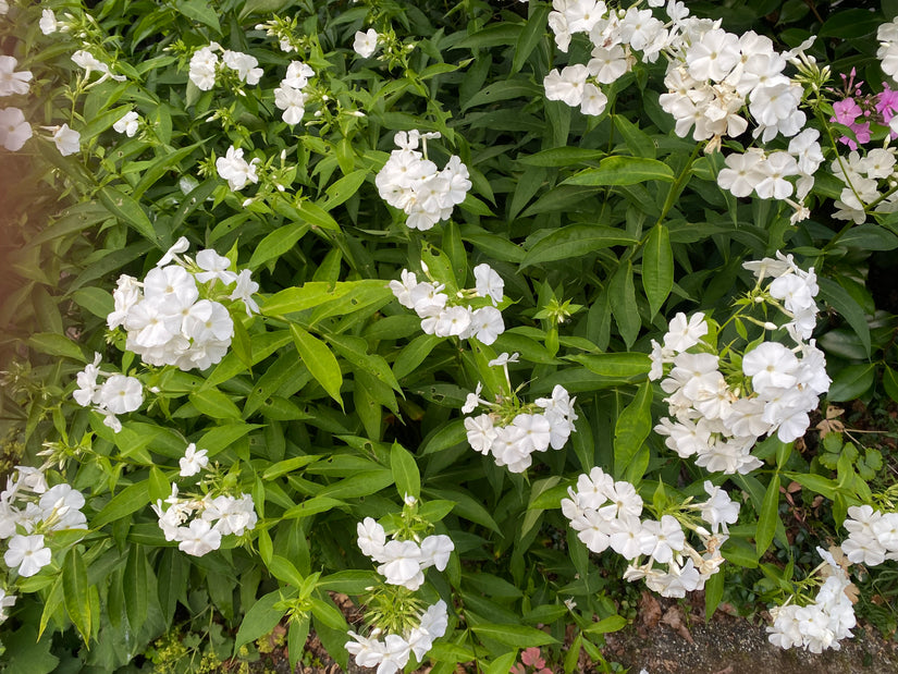 Phlox - Phlox 'White Admiral' TIPP