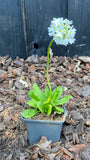 Kugelprimel (Weiß) - Primula denticulata 'Alba'