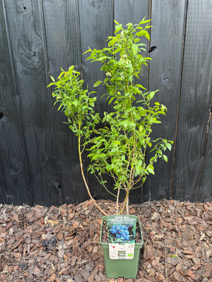 50-60 cm, C4