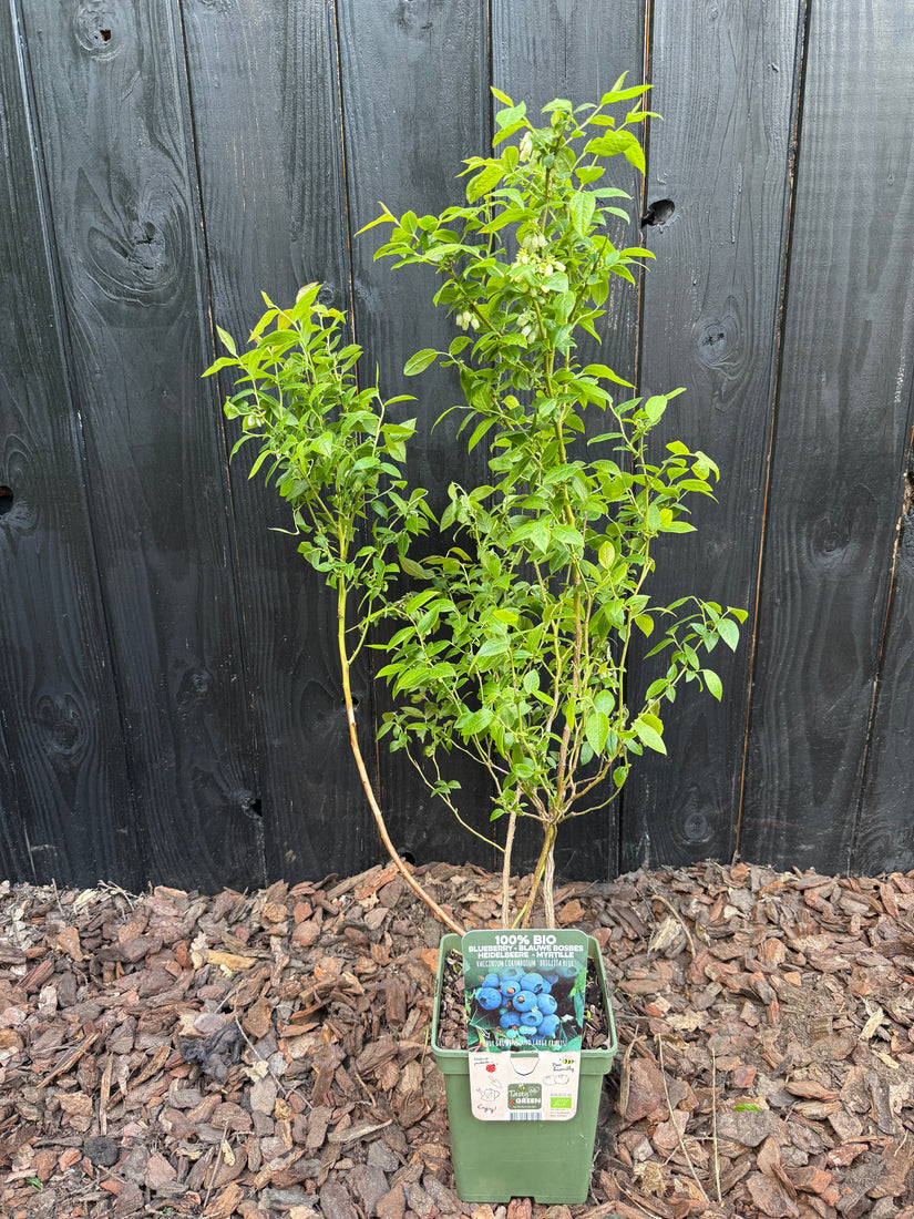 Bio-Heidelbeere - Vaccinium corymbosum 'Brigitta Blue'