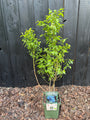 Bio-Heidelbeere - Vaccinium corymbosum 'Brigitta Blue'