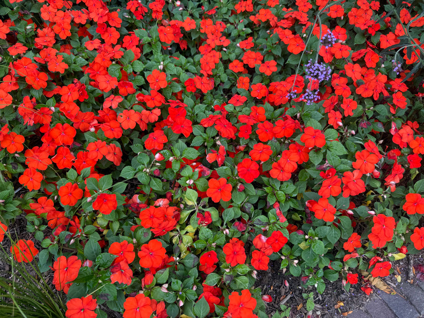 Fleißiger Kernbeißer - Impatiens walleriana 'Red'