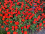 Fleißiger Kernbeißer - Impatiens walleriana 'Red'