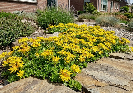Fetthenne (Gelb) - Sedum floriferum 'Weihenstephaner Gold'
