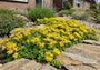 Fetthenne (Gelb) - Sedum floriferum 'Weihenstephaner Gold'