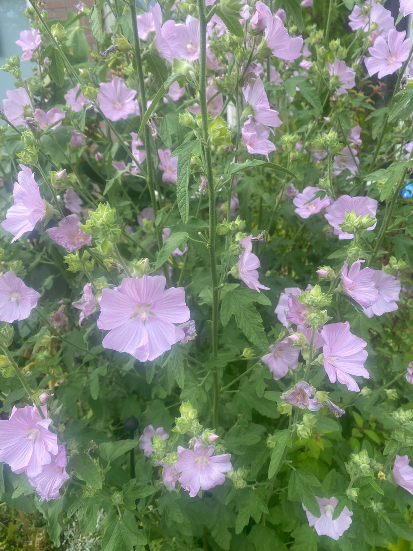 Malva alcea 'Fastigiata'