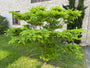 Riesen-Hartriegel - Cornus Controversa