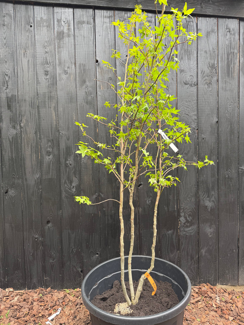 Mehrstämmiger Amberbaum - Liquidambar styraciflua