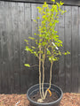 Mehrstämmiger Amberbaum - Liquidambar styraciflua