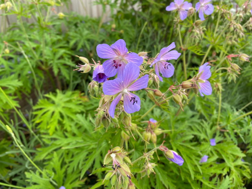 Wiesen-Storchschnabel - Geranium pratense