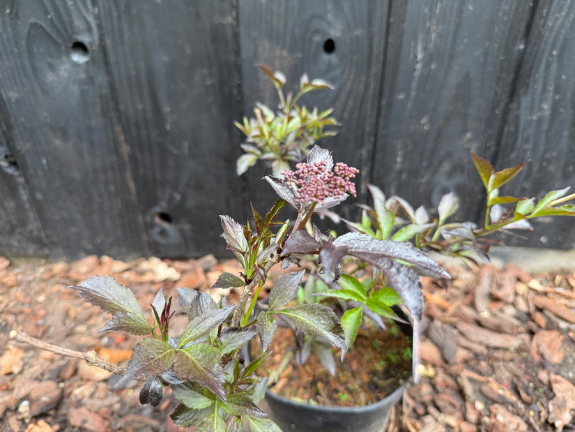 Schwarzer Holunder - Sambucus nigra 'Black Beauty'